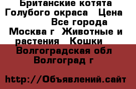 Британские котята Голубого окраса › Цена ­ 8 000 - Все города, Москва г. Животные и растения » Кошки   . Волгоградская обл.,Волгоград г.